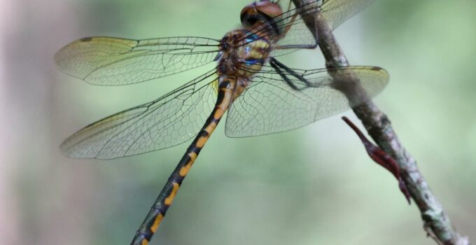 A Close Up Of A Dragonfly Insect - Fat-Bellied Emerald